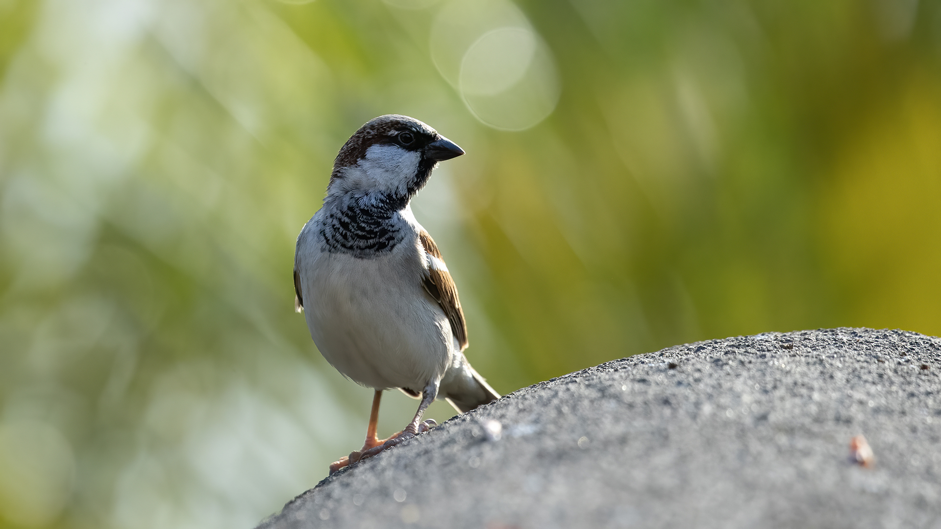 House Sparrow